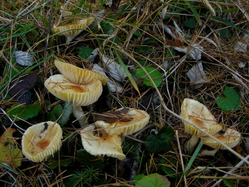 A caccia di Igrofori nei pascoli alpini